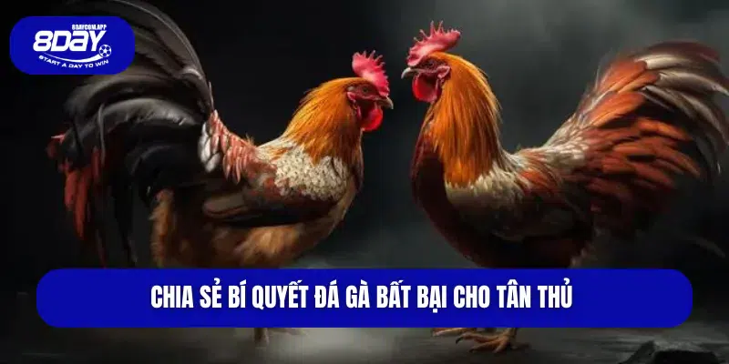 Chia sẻ bí quyết đá gà bất bại cho tân thủ