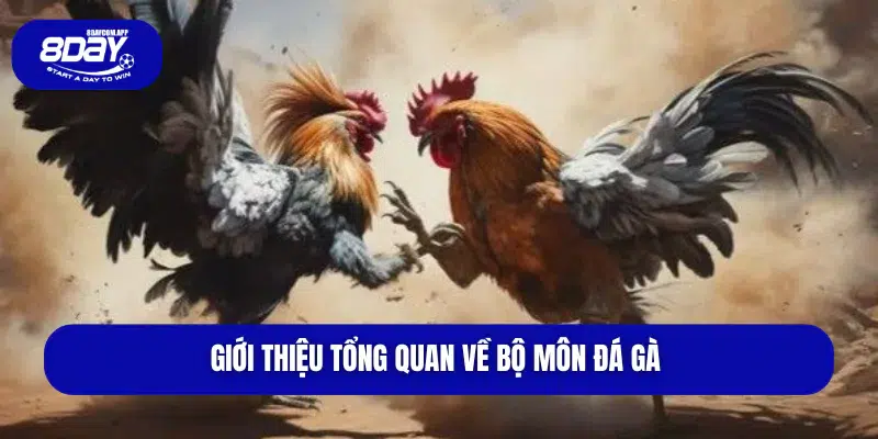 Giới thiệu tổng quan về bộ môn đá gà