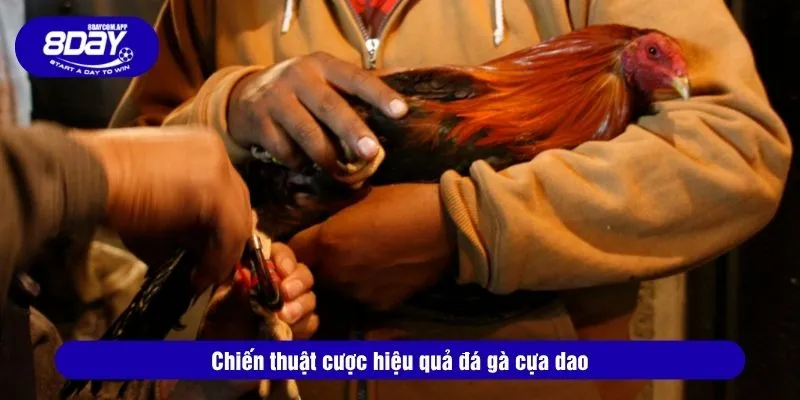 Hướng Dẫn Luật Chơi Đá Gà Cựa Dao Và Chiến Thuật Cược 4 Chiến thuật cược hiệu quả đá gà cựa dao