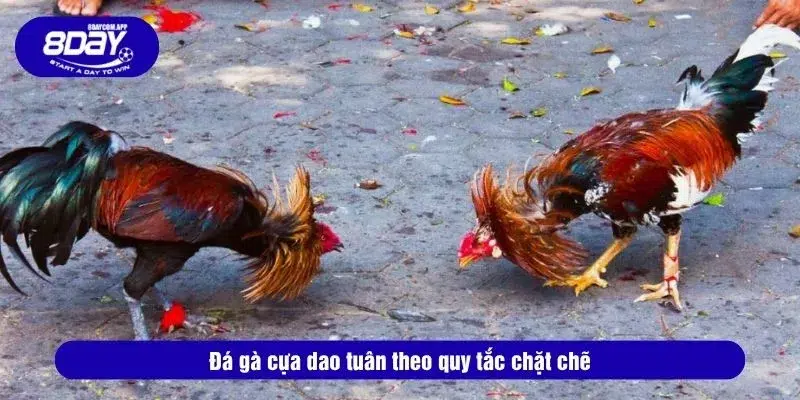 Hướng Dẫn Luật Chơi Đá Gà Cựa Dao Và Chiến Thuật Cược 2 Đá gà cựa dao tại 8DAY tuân theo quy tắc chặt chẽ