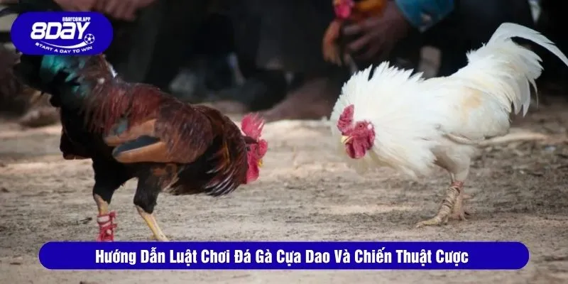 Hướng Dẫn Luật Chơi Đá Gà Cựa Dao Và Chiến Thuật Cược 1 Đá gà cựa dao