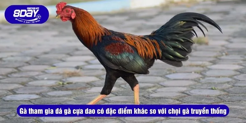 Hướng Dẫn Luật Chơi Đá Gà Cựa Dao Và Chiến Thuật Cược 3 Gà tham gia đá gà cựa dao có đặc điểm khác so với chọi gà truyền thống